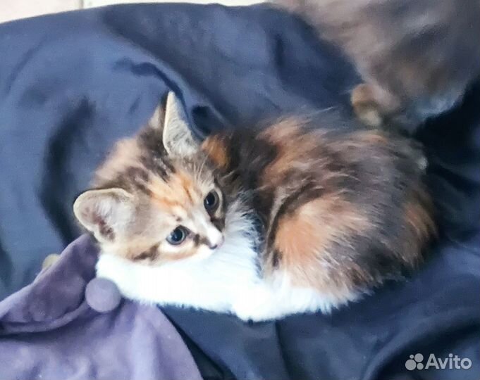 Милые котята