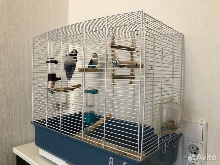 Попугай неразлучники