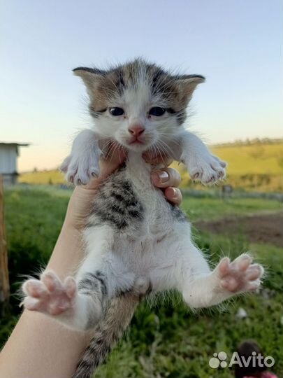 Отдам бесплатно, котята все мальчики