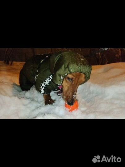 Комбинезон зимний для собаки