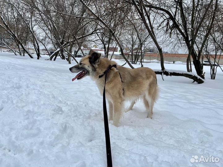 Собака в добрые руки нежная девочка