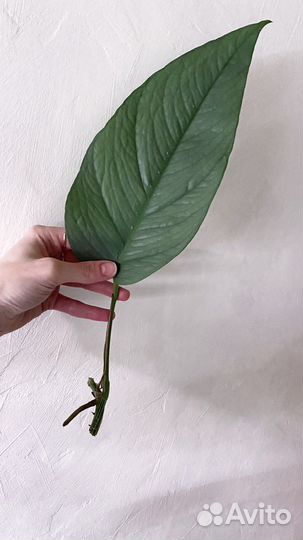 Эпипремнум pinnatum cebu blue