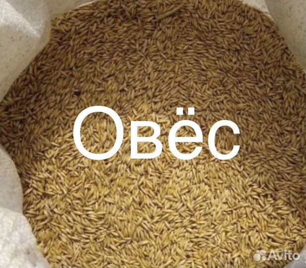 Овес