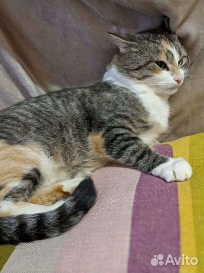 Кошечка четырехцветная красавица