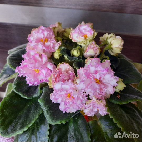 Сортовые фиалки