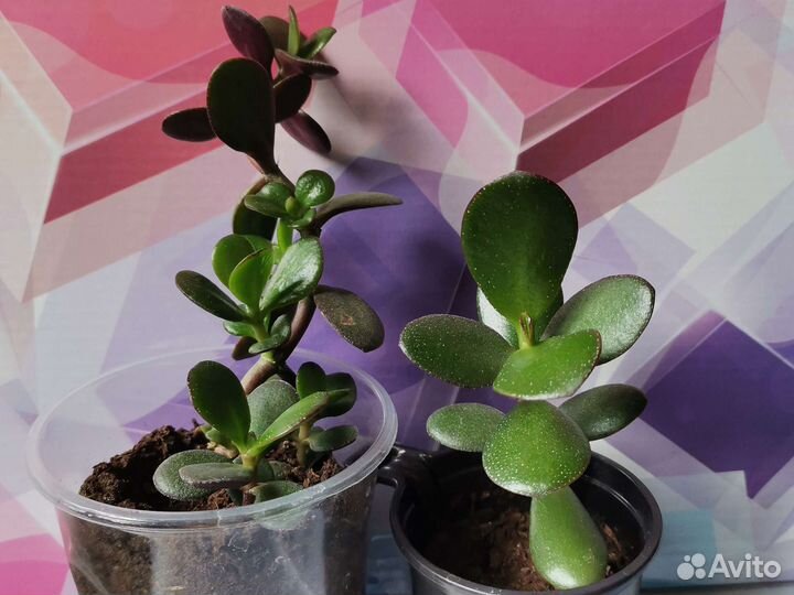 Каланхоэ, толстянка, декабрист, санса, эуфорбия