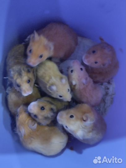 Хомячки сирийские,на подарки вашим любимым