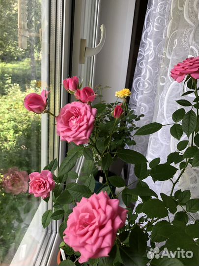 Розочки и фиалки