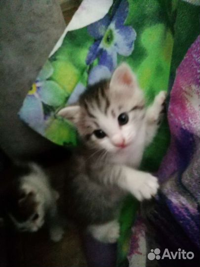 Кошка в дар