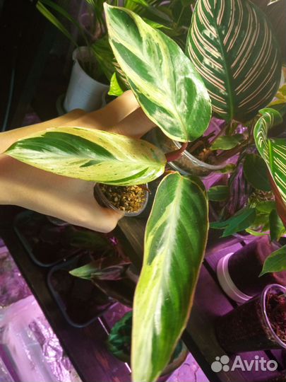 Строманты #2