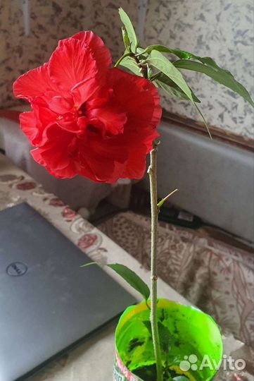 Гибискус китайская роза