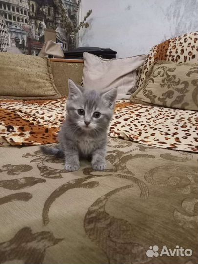 Котята