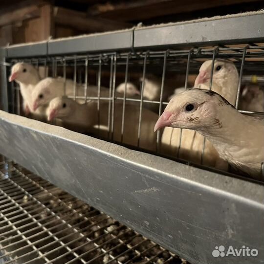 Клетки для перепелов 6-ярусные на 250 птиц