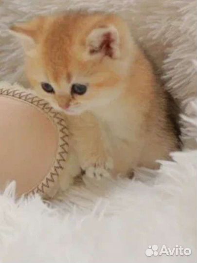 Британские золотые малыши котята