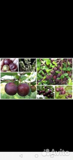 Черешня зимостойкая саженцы