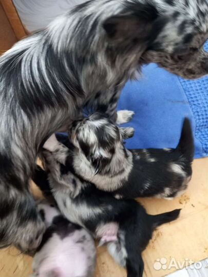 Мраморный щенок чихуахуа