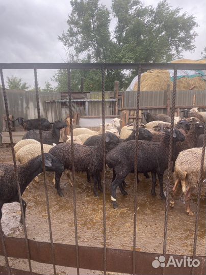 Продажа живые бараны