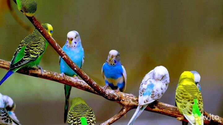 Волнистый попугайчик