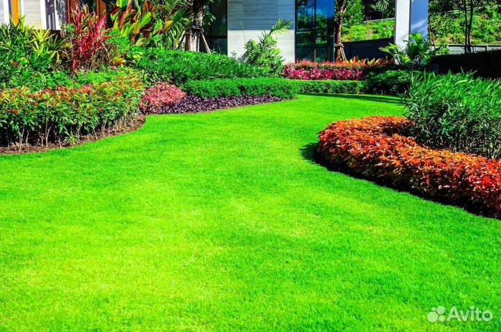 Газон рулонный мятлик производитель