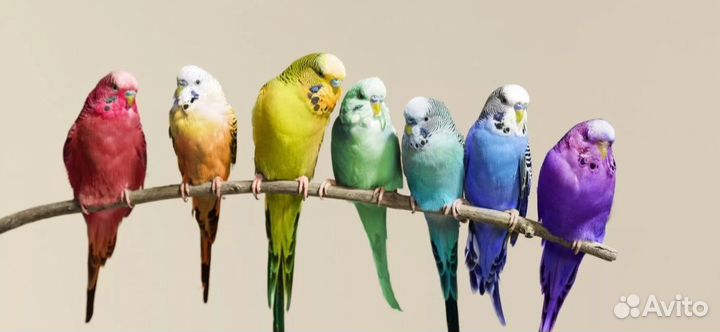 Волнистый попугай