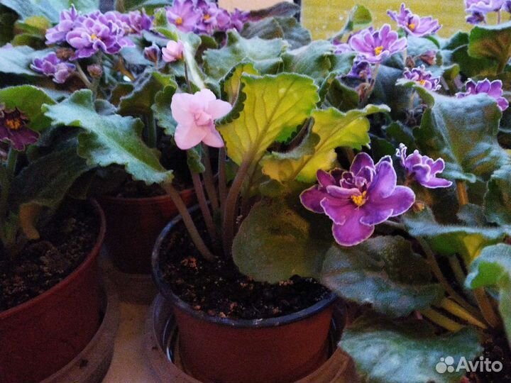 Фиалка в горшках