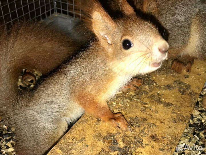 Белки и бурундучки