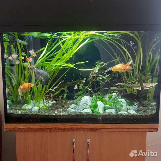 Обслуживание аквариумов,чистка аквариумов