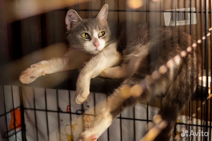 Дымчатая кошка с белым