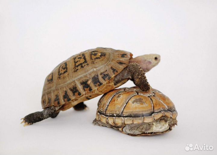 Аренда змей, ящериц, лягушек и тд для фотосессии