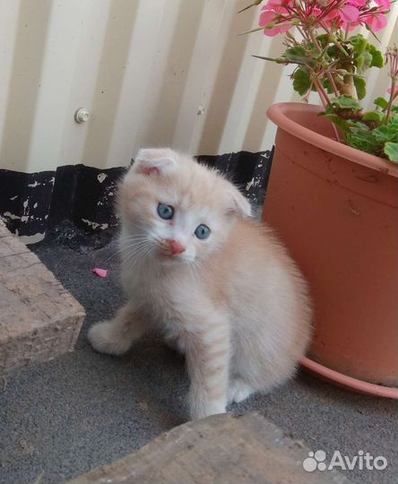 Котята бежевые рыжие вислоухие