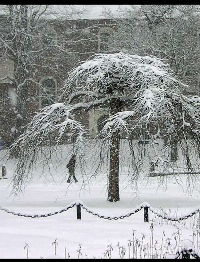 Вяз шершавый Пендула ulmus glabra (montana) pendul