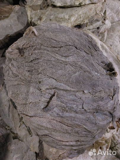 Книжка говяжья