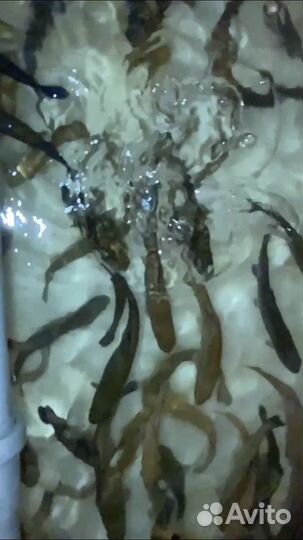 Молодь Форели. Карп кои. Вуалевый карп кои