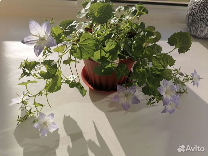 Кампанула и фиалка