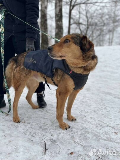 Собака в добрые руки