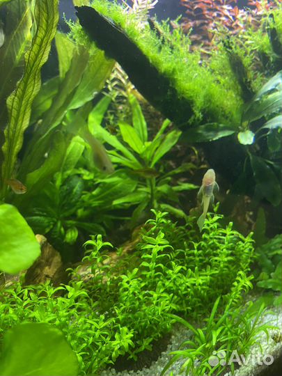 Гуппи Эндлера, Вабикуса, аквариумные растения