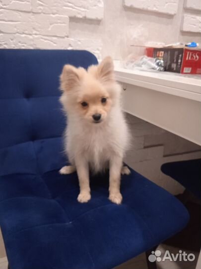 Продам девочку шпиц в посёлке винзили