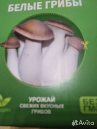 Белые грибы