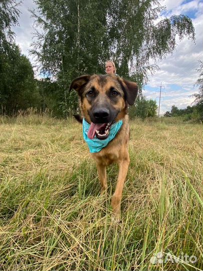 Простите что не шпиц