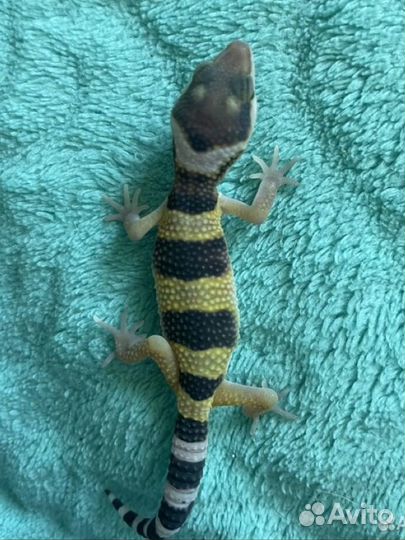 Эублефар 2023