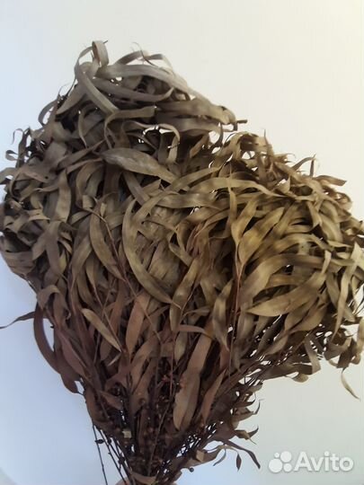 Веник эвкалипт орех грецкий
