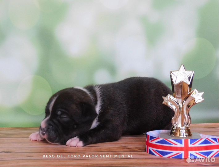 Щенки стаффордширский бультерьер