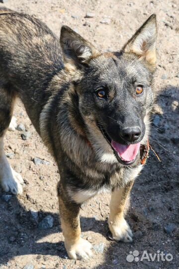 Малышка Адель ищет дом