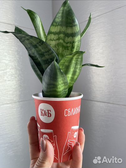 Продам комнатное растение Сансевиерия Ханни