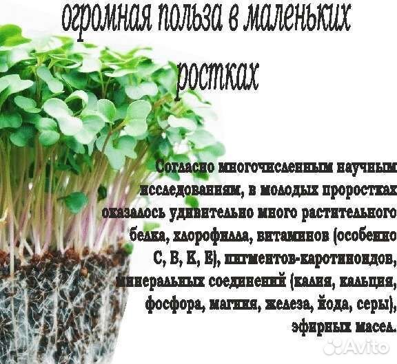 Набор для выращивания микрозелени