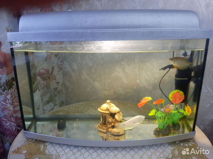 Аквариум с рыбками