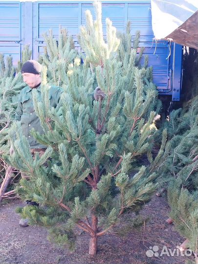 Новогодняя ёлка, сосна