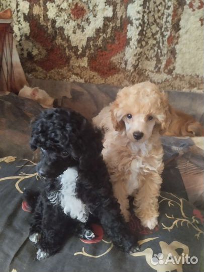 Собаки щенки той-пудель