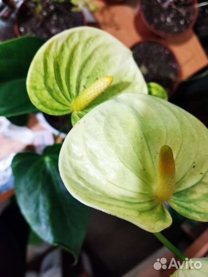 Антуриум Ванилла