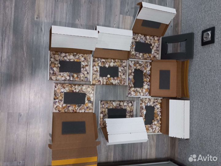 Морские ракушки